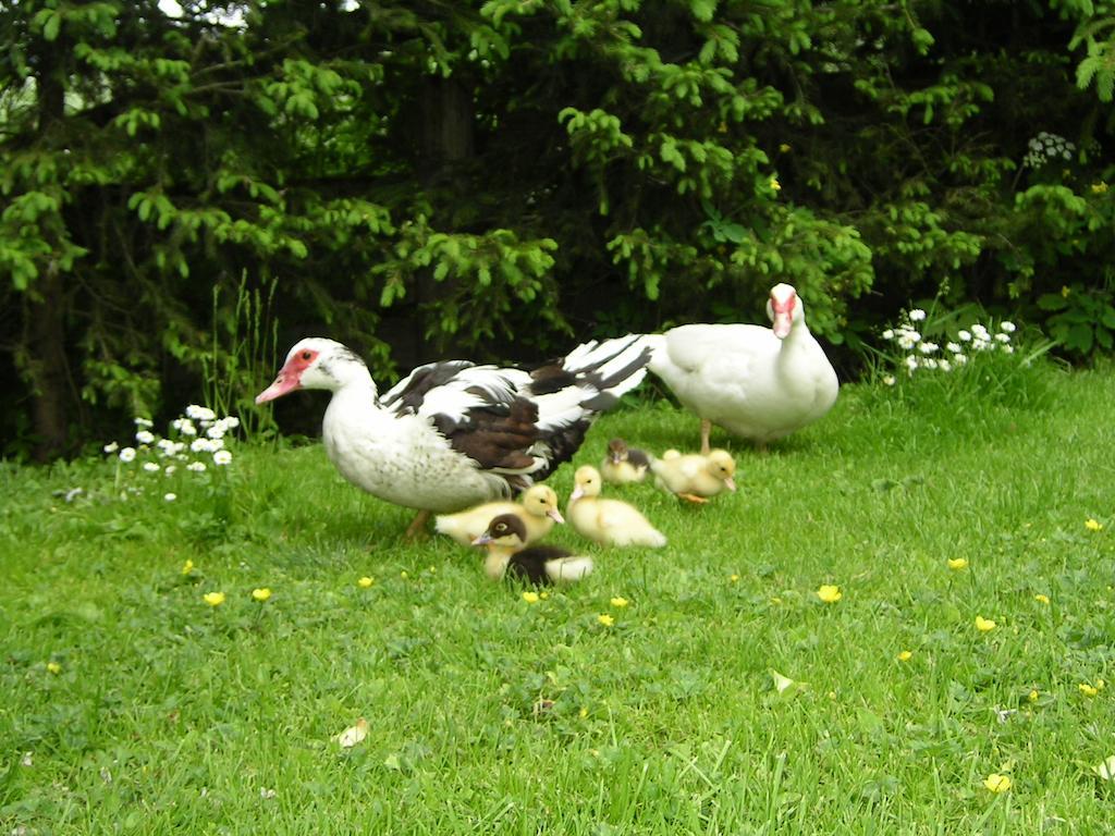 Вилла Mair Am Hof - Farm - Maso - Bauernhof Сан-Лоренцо-ди-Себато Экстерьер фото