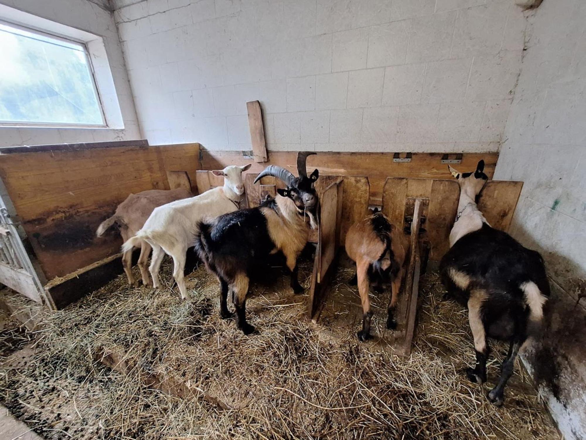 Вилла Mair Am Hof - Farm - Maso - Bauernhof Сан-Лоренцо-ди-Себато Экстерьер фото