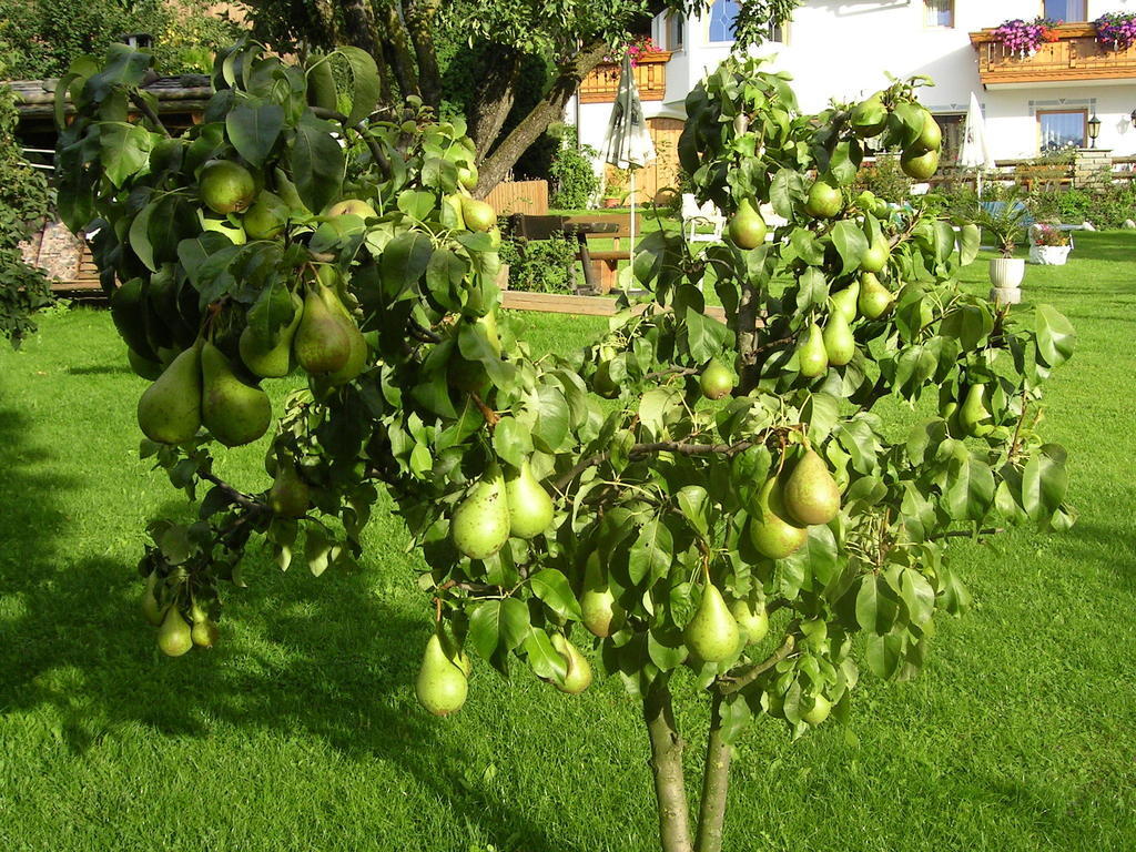 Вилла Mair Am Hof - Farm - Maso - Bauernhof Сан-Лоренцо-ди-Себато Экстерьер фото